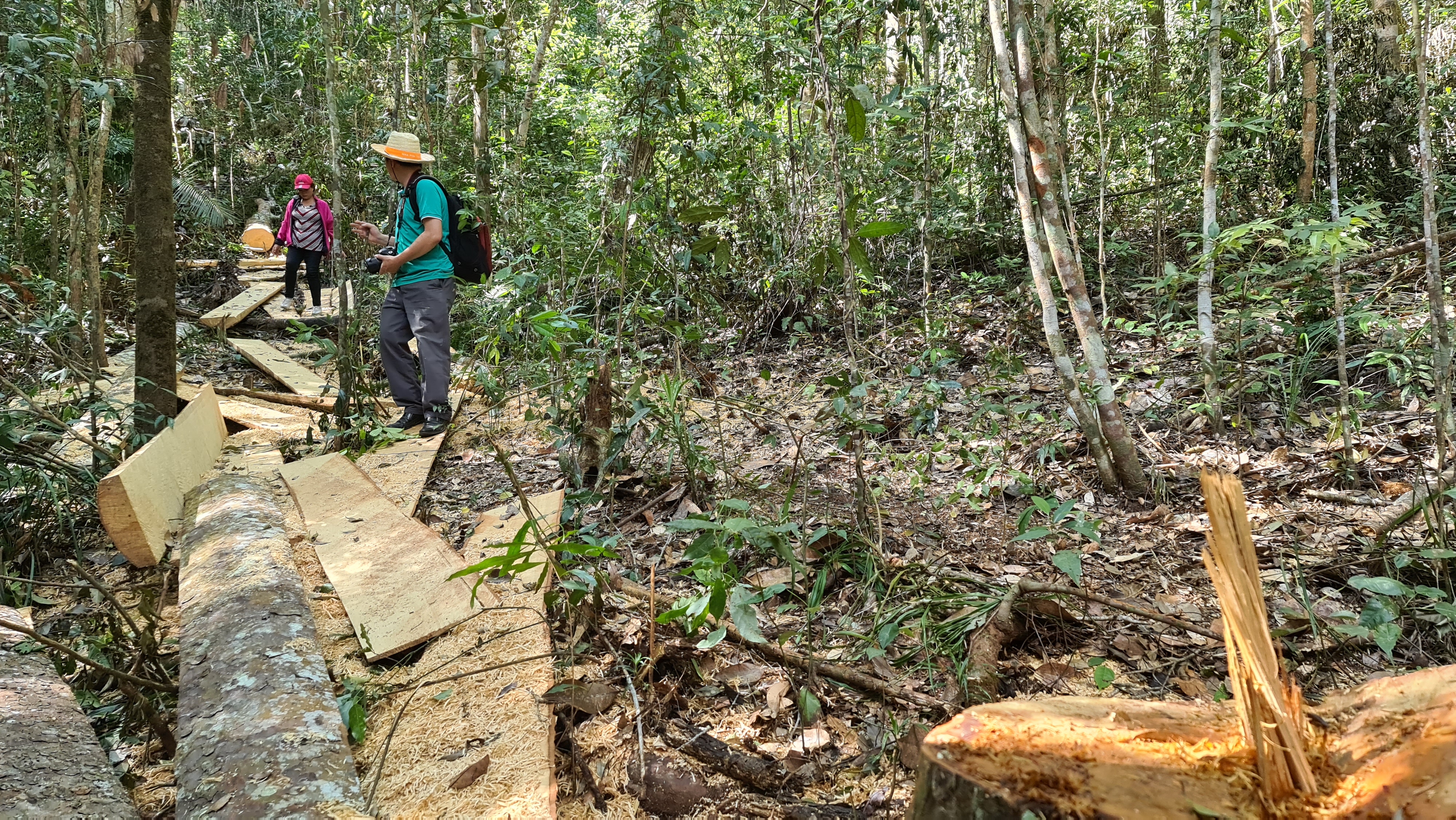 Tan tác rừng bạch tùng hơn trăm tuổi tại Lâm Hà, Lâm Đồng