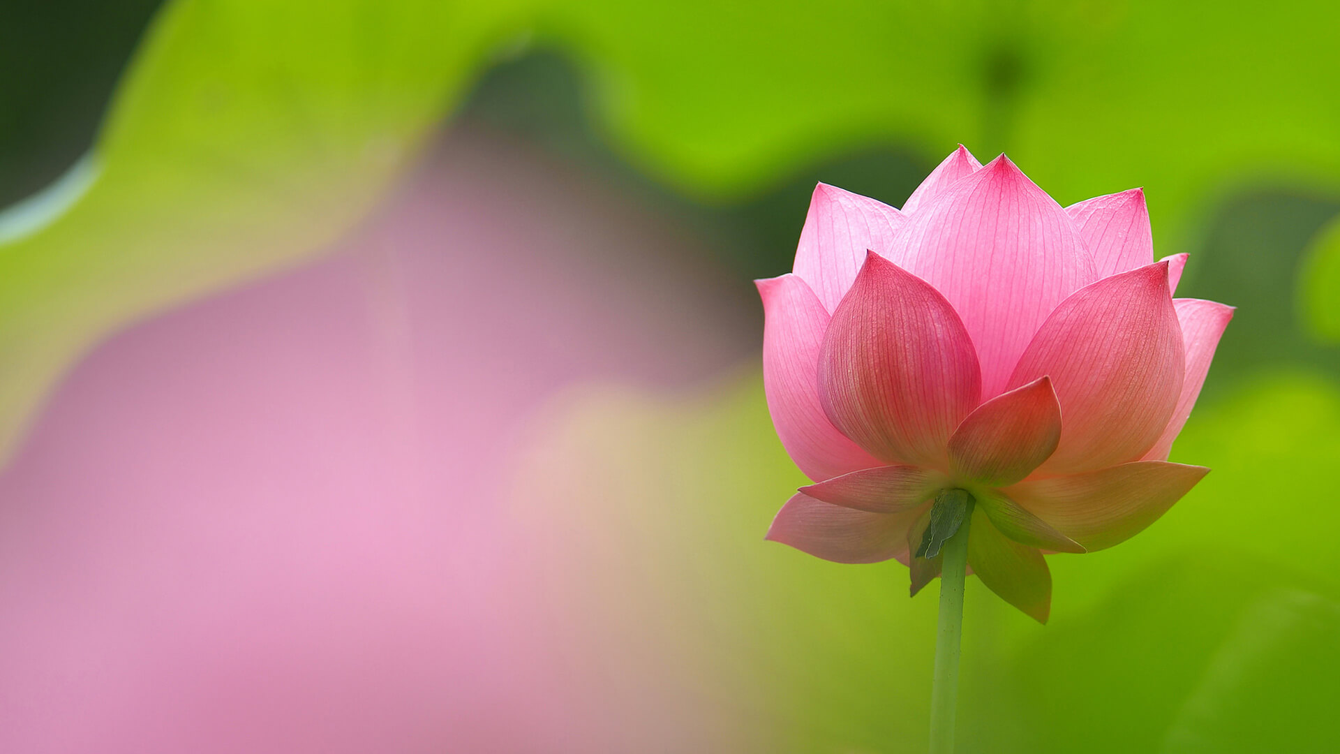Hình nền 3D  Ngỡ ngàng hoa sen phát sáng  Lotus flower wallpaper White  lotus flower Flower wallpaper