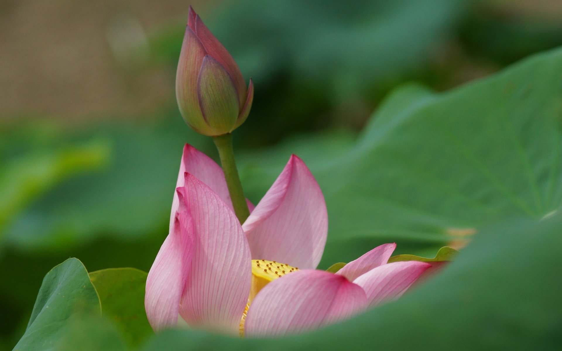 Ảnh bông hoa sen trong Phật giáo