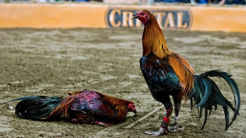 Đặc Điểm Gà Peru Cùng Nguồn Gốc Và Kỹ Thuật Nhân Giống Tối Ưu