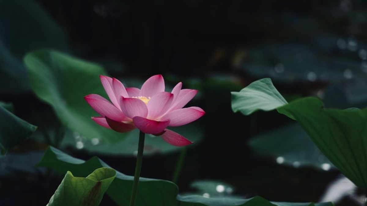 Hình ảnh hoa sen trong Phật giáo đẹp