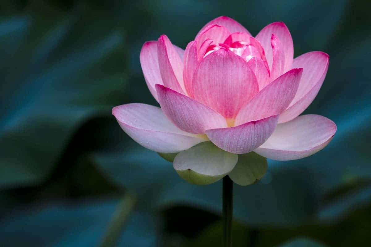 Hình ảnh hoa sen trong Phật giáo